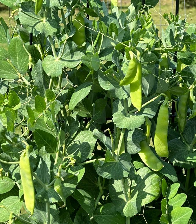 Pea plants.