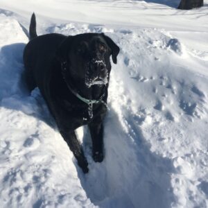The cover image of "what I'm liking lately" is a black lab playing in the snow.