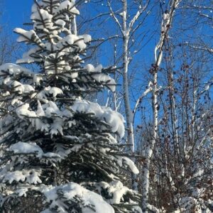 A snowy pine tree and some other trees with a blue sky in the background.