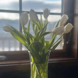 A vase of white tulips in front of a window.