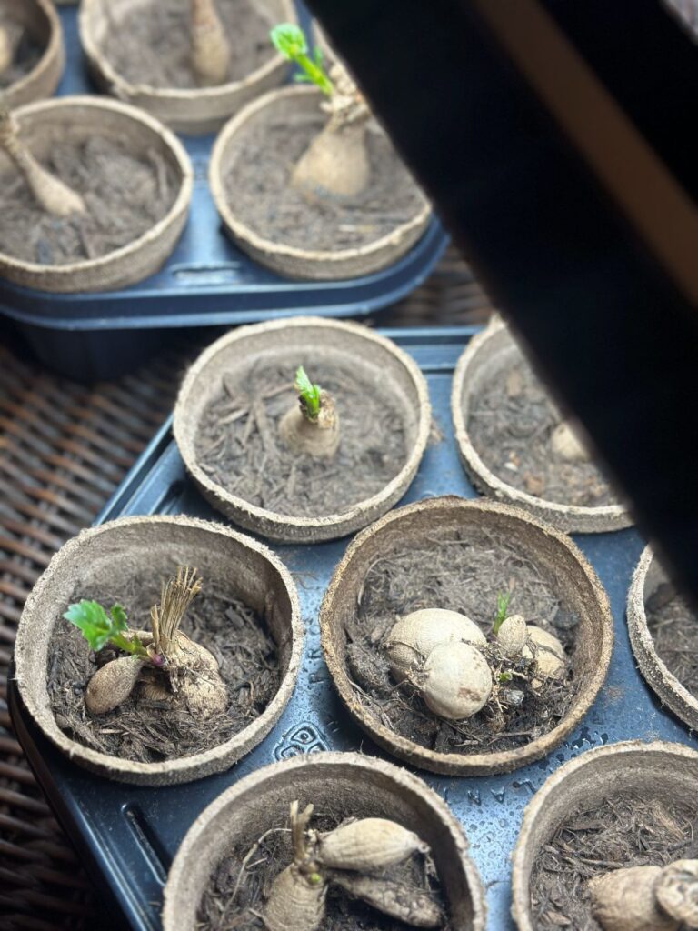 Two trays of dahlia tubers.