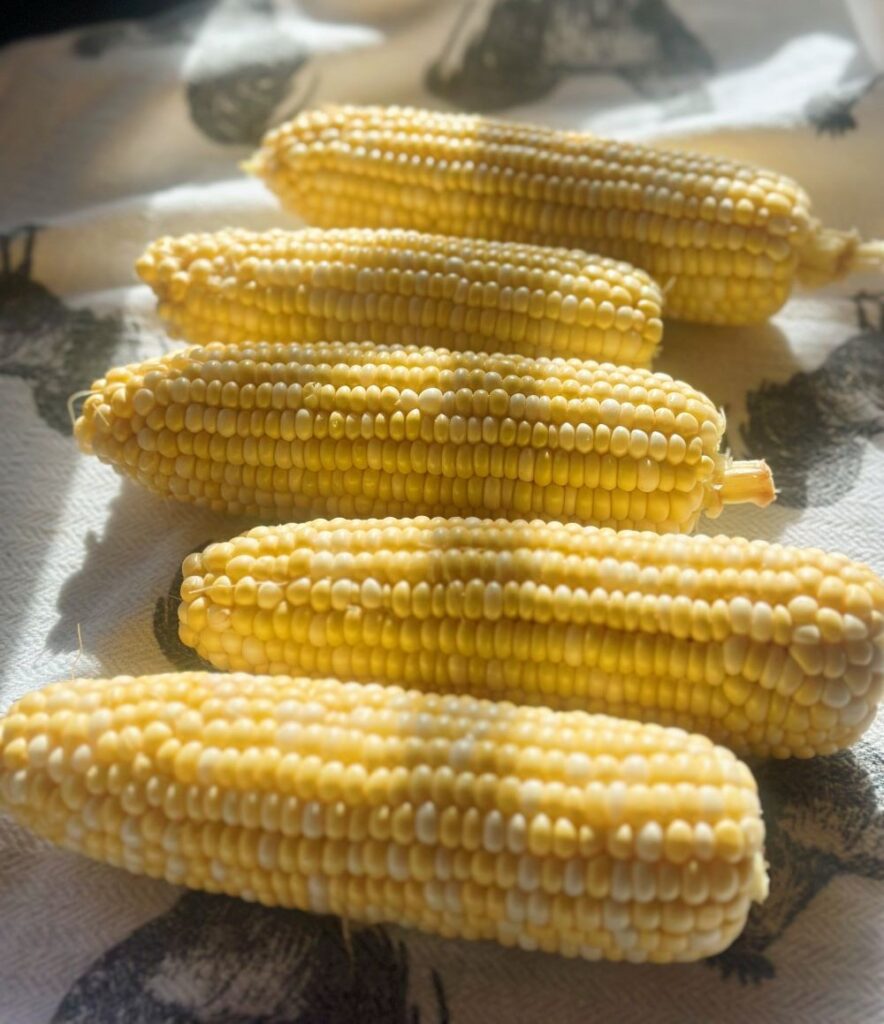 Cleaned Corn on the Cob
