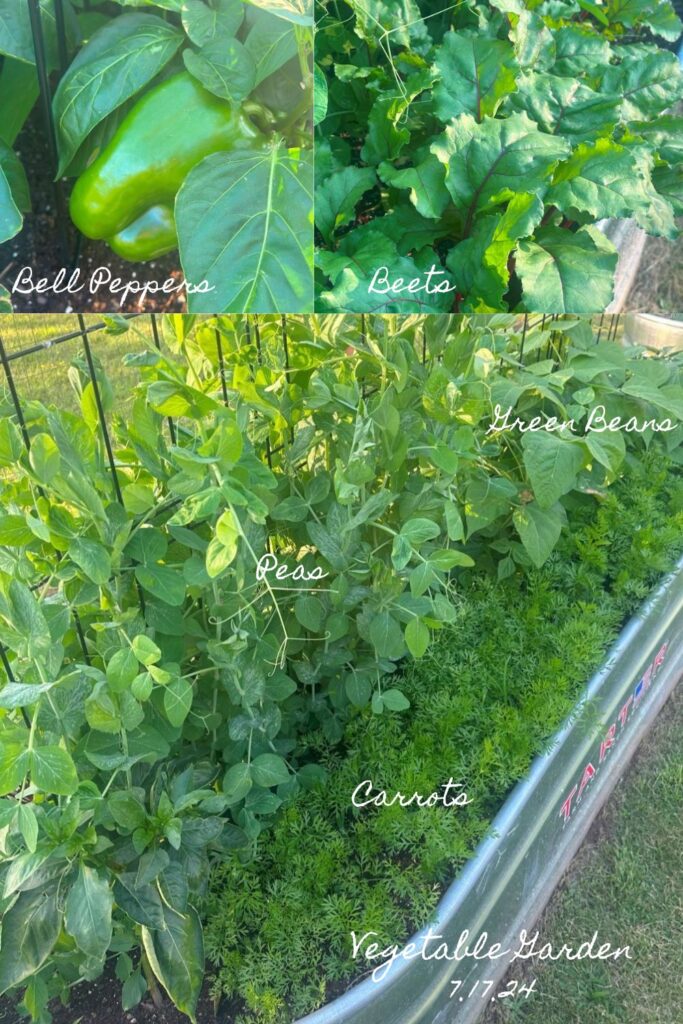 Vegetable Garden Collage - Garden Diaries