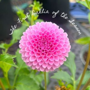 Garden Diaries No. 5: First Dahlias of the Season & Some Veggies